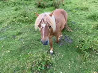 Rigtig sød ponyhingst