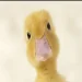 BM3