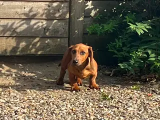 Gravhund flot rød 