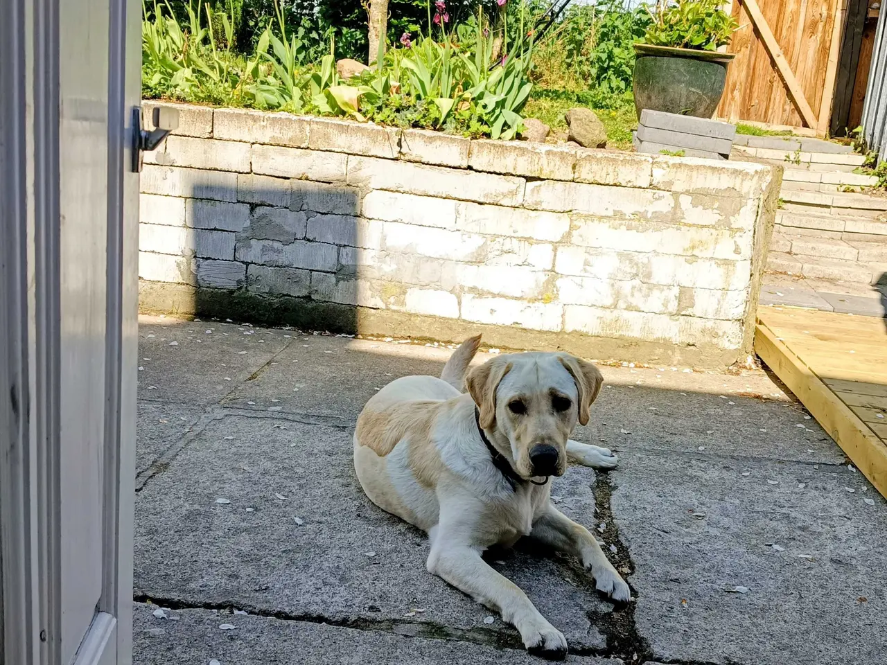 Billede 1 - Labrador Retriever han 10 måneder.
