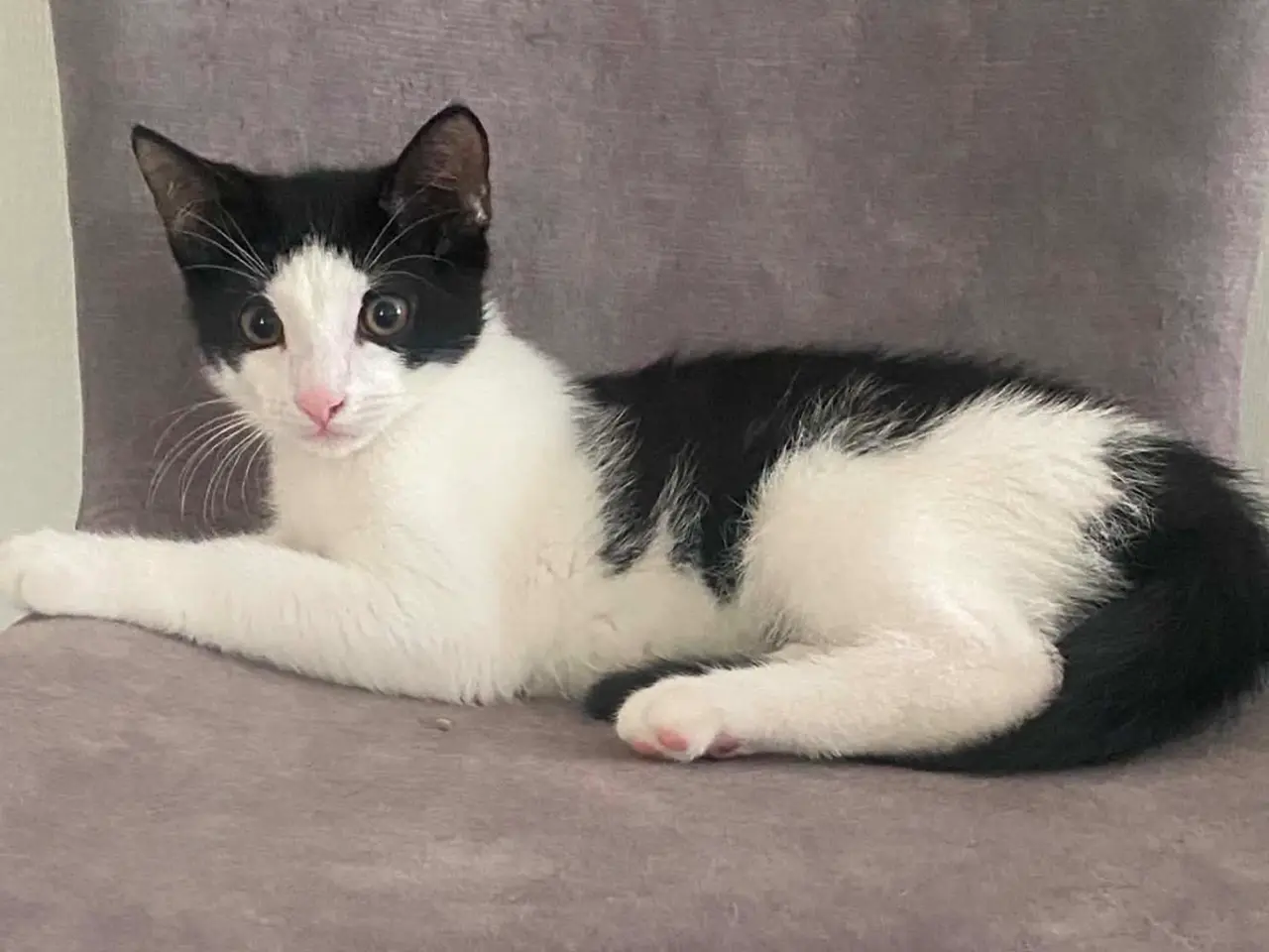 Billede 6 - 🐱 Søde og kærlige kattekillinger søger nyt hjem 