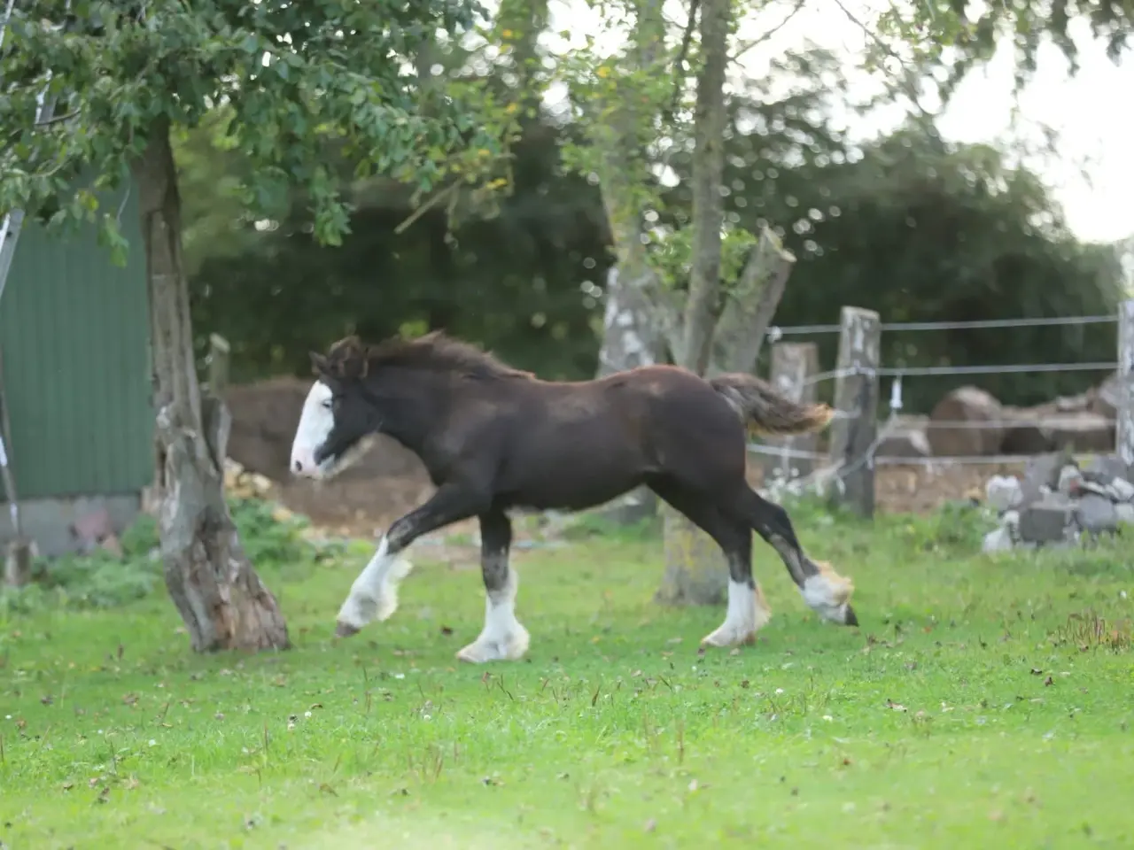 Billede 3 - Irish Cob heste søger nyt hjem
