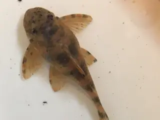 Peckoltia sabaji L075