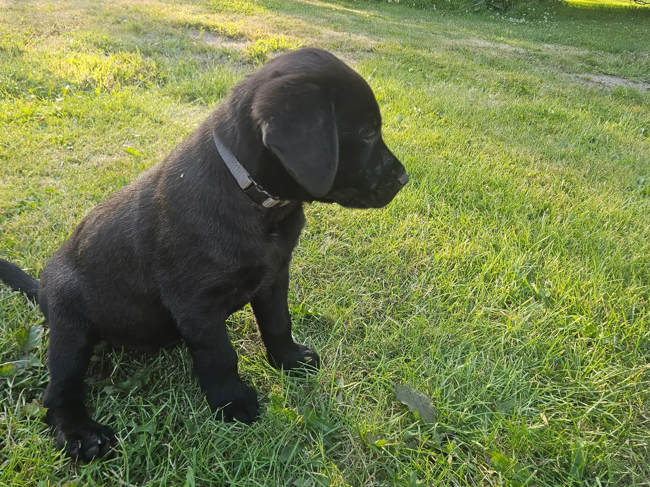 Billede 7 - F1 Labrador hvalpe