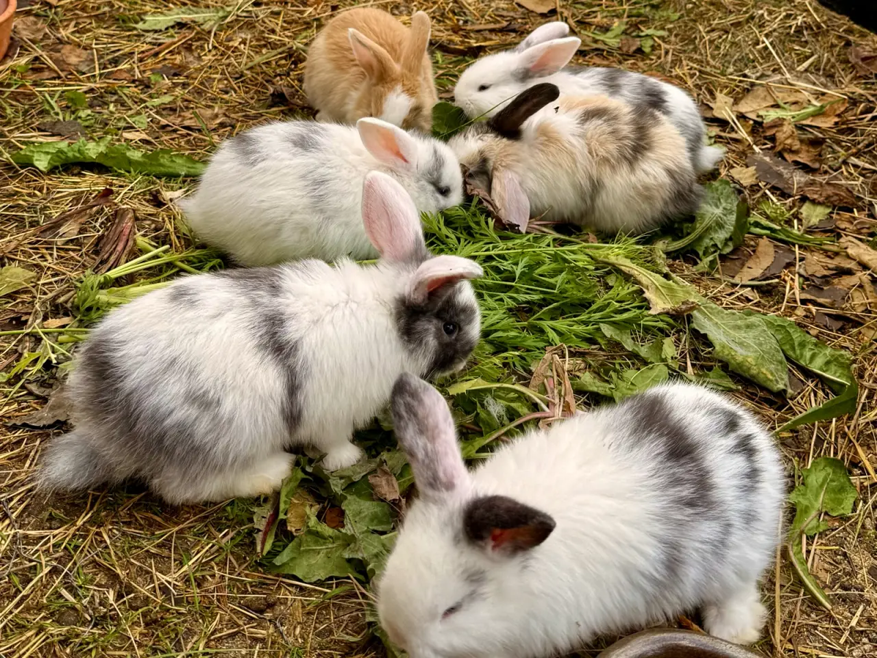Billede 6 - 8 skønne Mini Lop unger