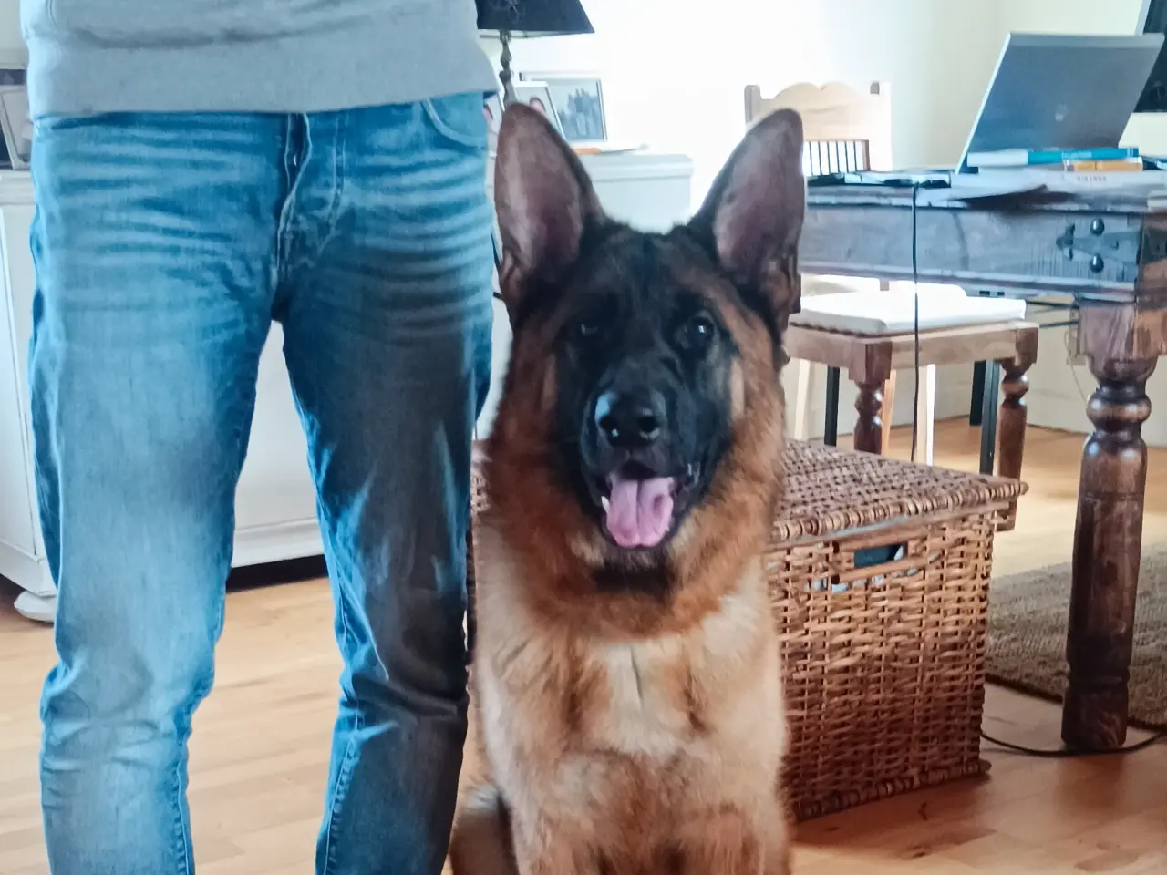 Billede 3 - Schæfer hund tæve 1 år