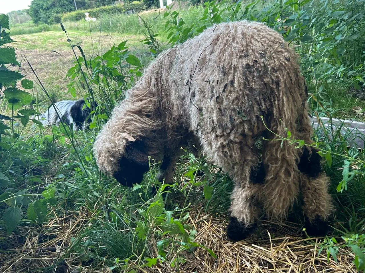 Billede 6 - Smukt Valais Blacknose gimmer lam sæl