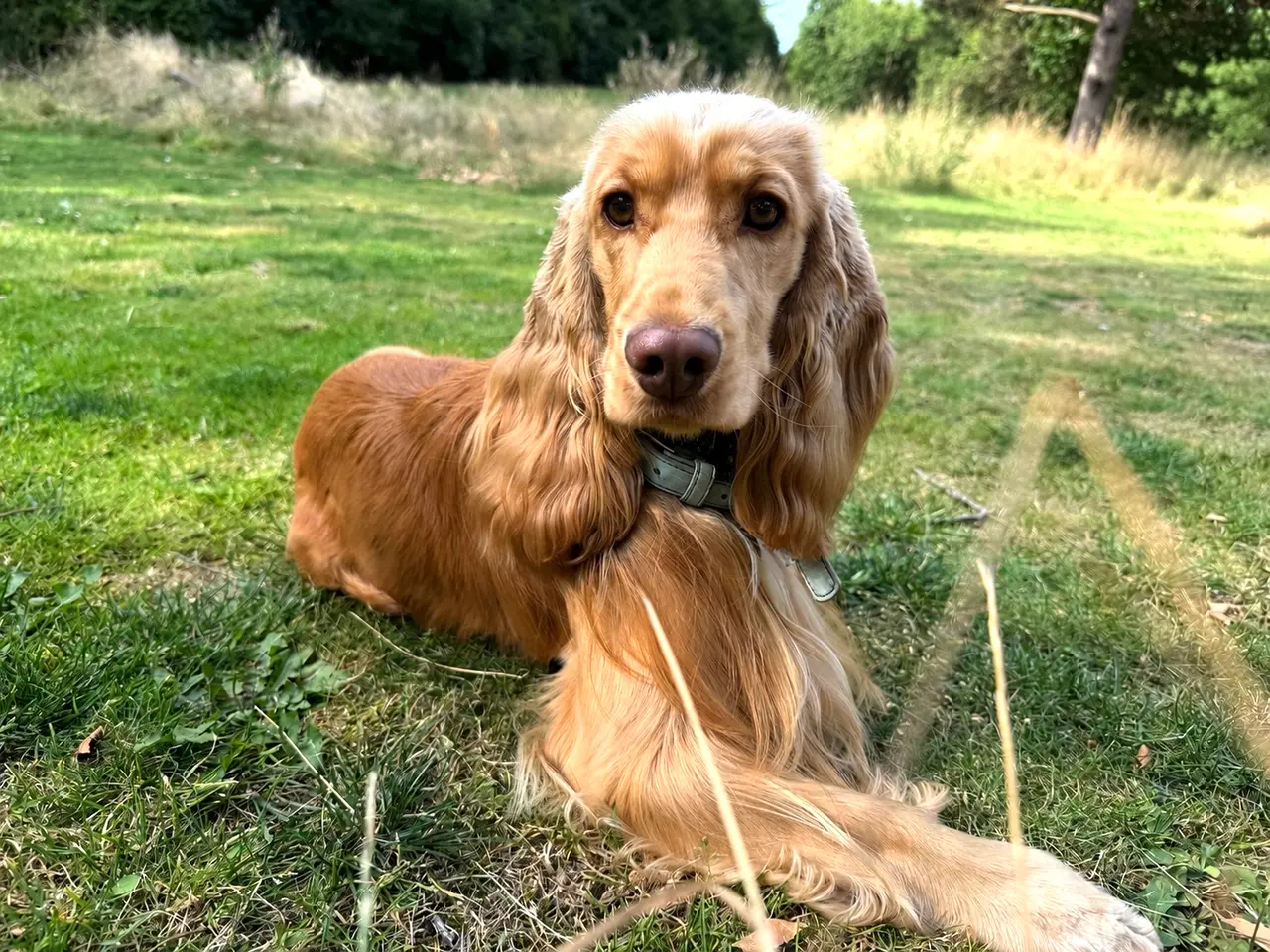 Billede 1 - Engelsk cockerspaniel hanhund tilbydes til avl