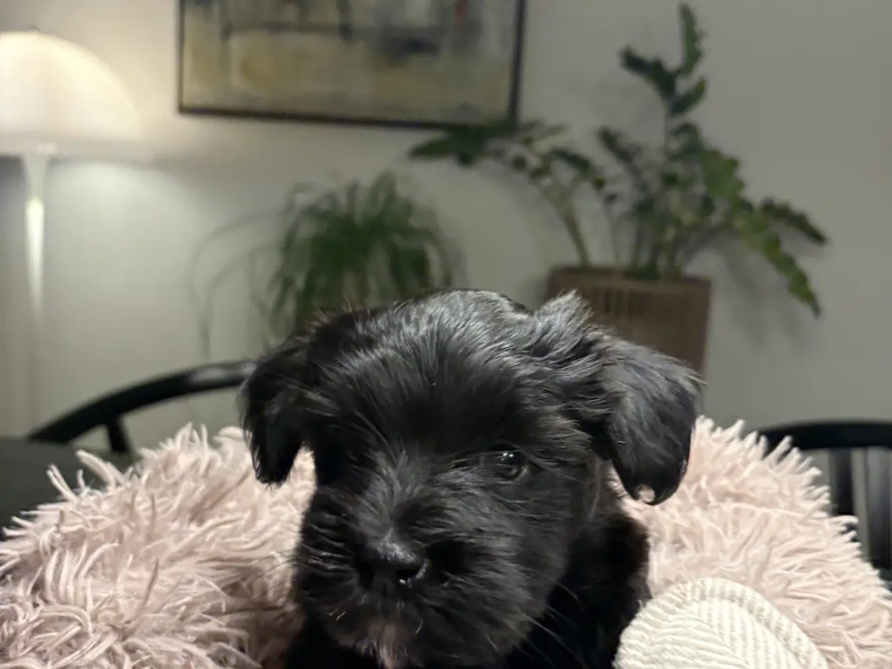 Billede 11 - 🐶SOLGT🐶Hava hvalpe