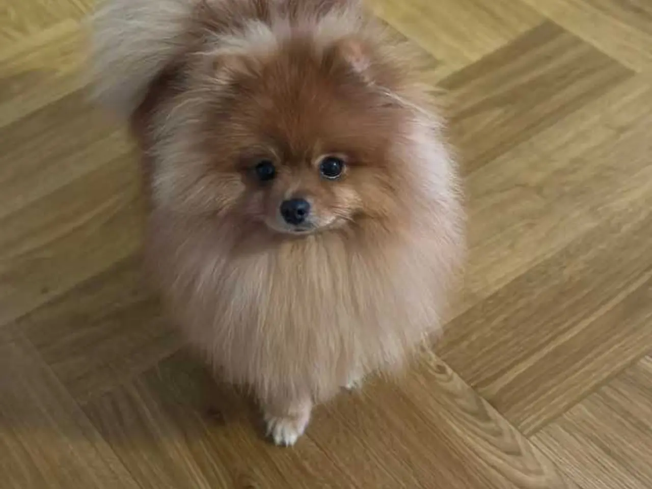 Billede 8 - Mini tecup Pomeranian