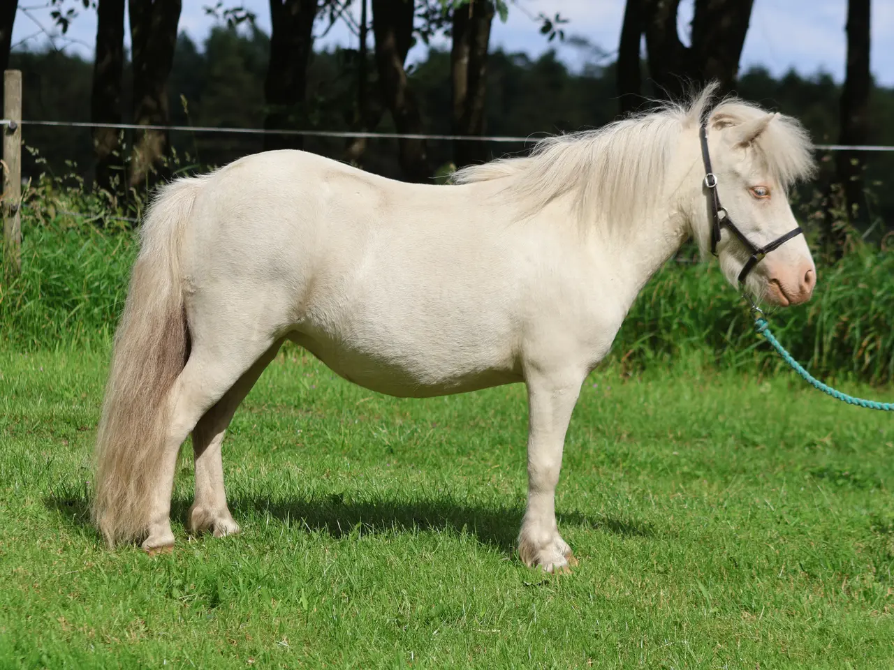 Billede 1 - Cremello dun mini shetlandspony hoppe med rødt pas