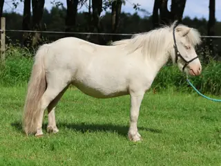 Cremello dun mini shetlandspony hoppe med rødt pas
