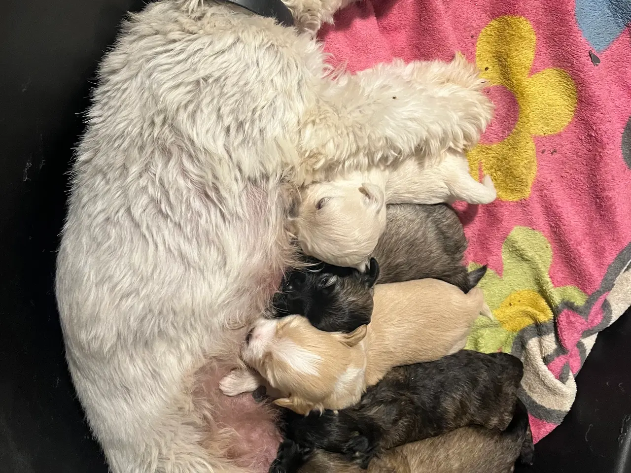 Billede 6 - Kun en han tilbage! Bichon havanais blanding