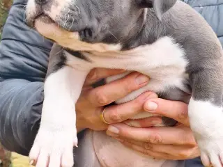 bully hvalpe