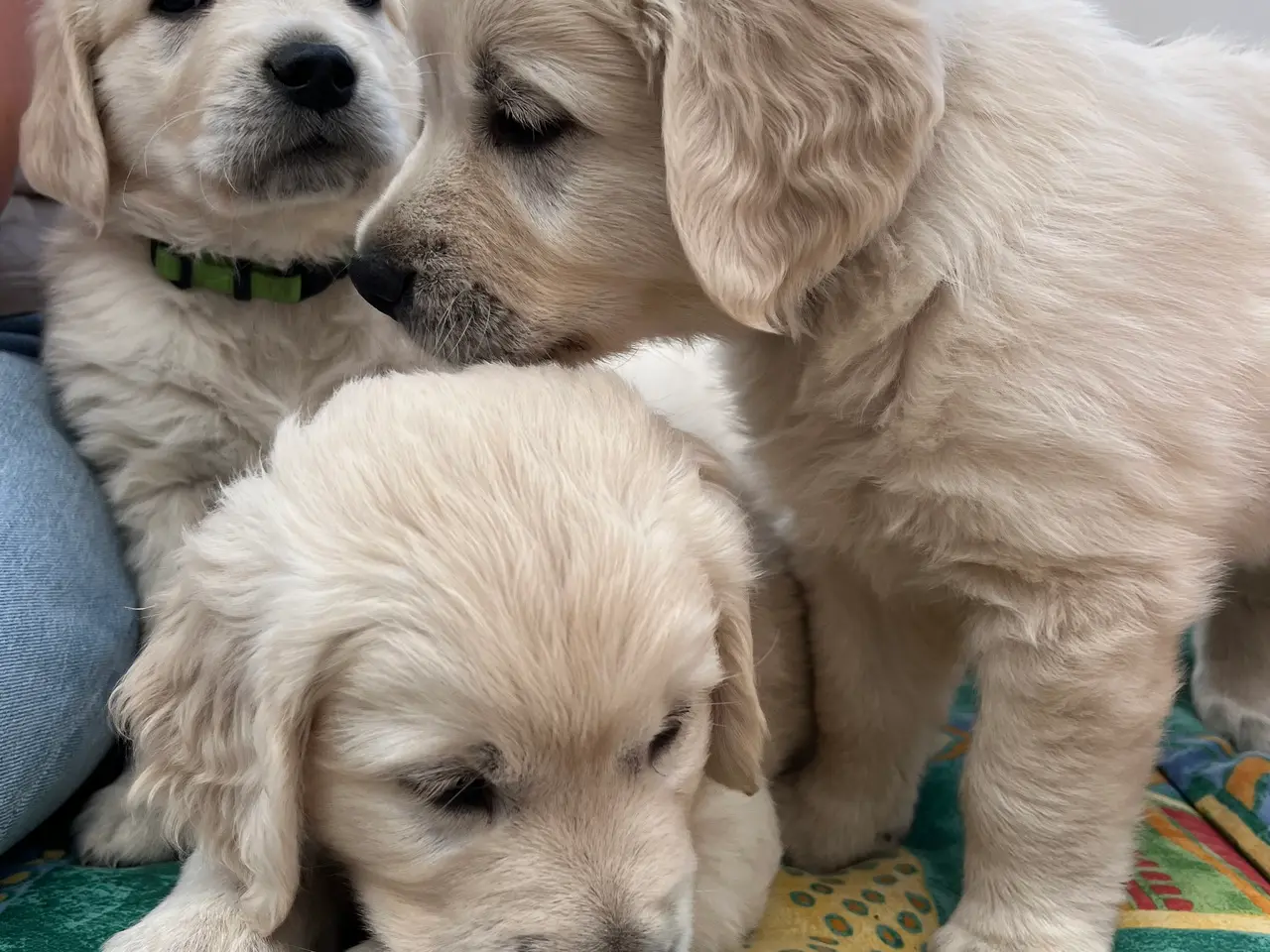 Billede 1 - Golden retriever hundehvalpe, 6 uger gamle