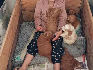 Coackapoo hvalpe(50% cocker spaniel og 50% puddel) - 2