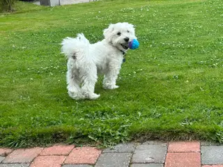 Hund tilbydes til avl