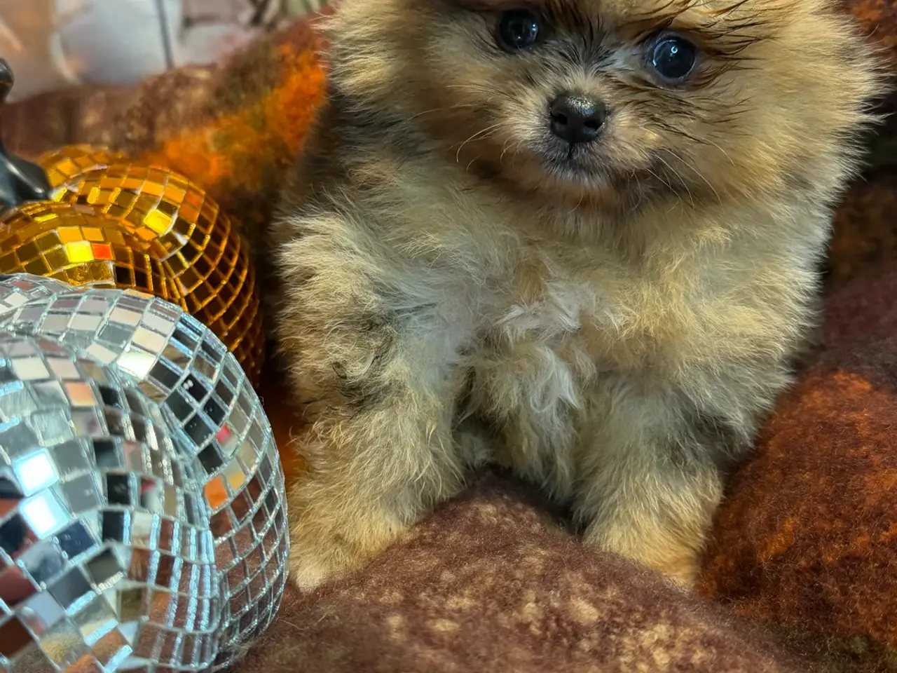 Billede 4 - 🐾💙 5 SMUKKE POMERANIA-DRENGE 💙🐾
