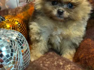 🐾💙 5 SMUKKE POMERANIA-DRENGE 💙🐾 - 4