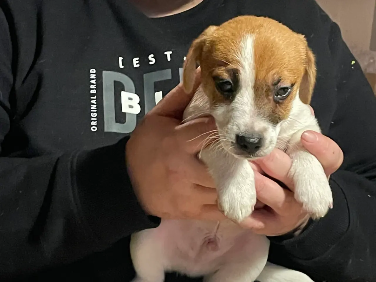 Billede 4 - Jack Russell Hvalpe - Glathåret - DKK stamtavle