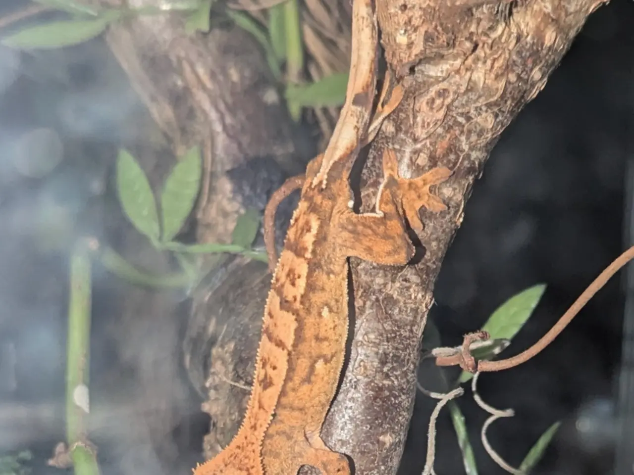Billede 17 - 3 Kronegekko babyer sælges