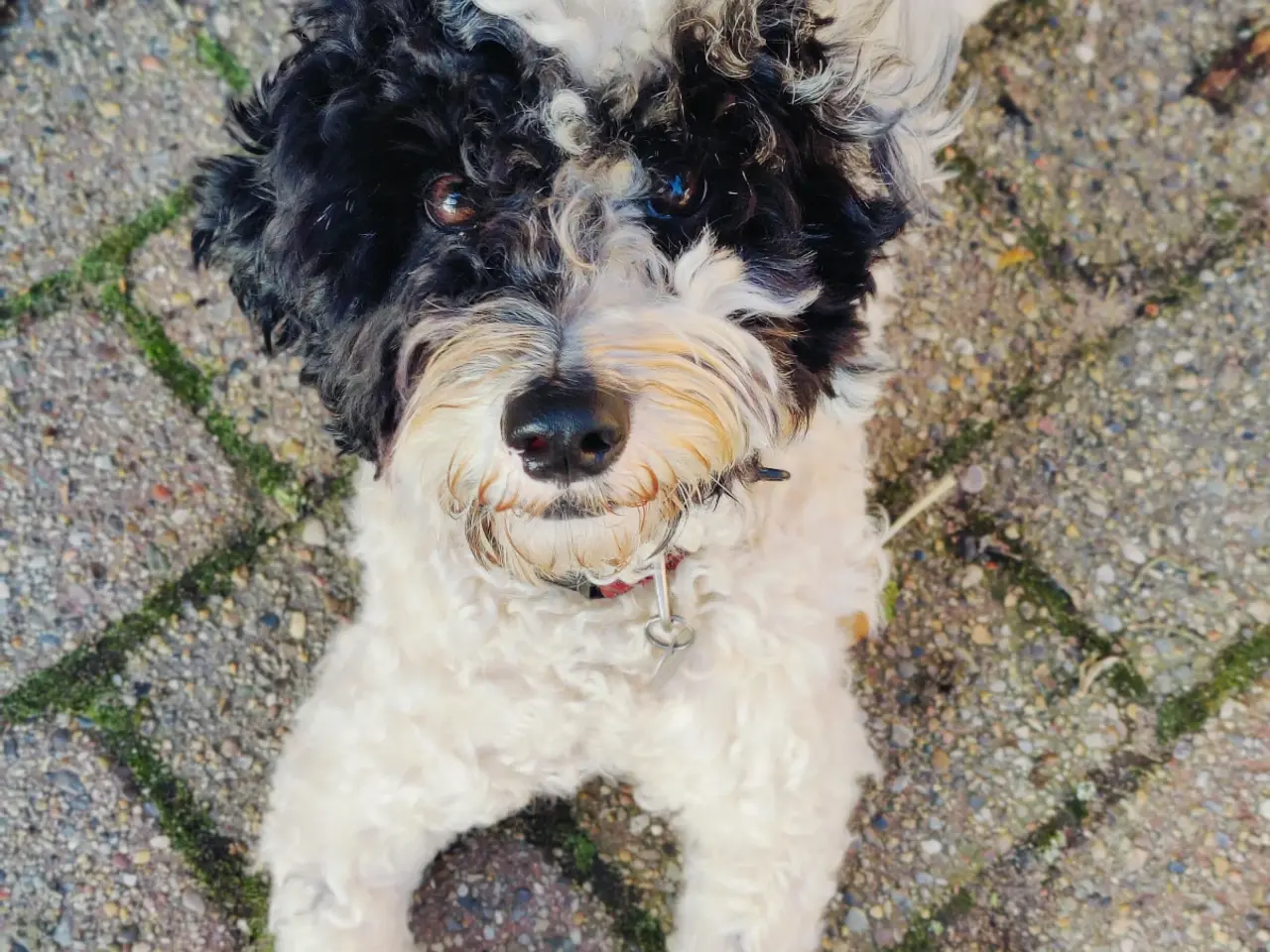 Billede 3 - Dejlig cavapoo søger god familie