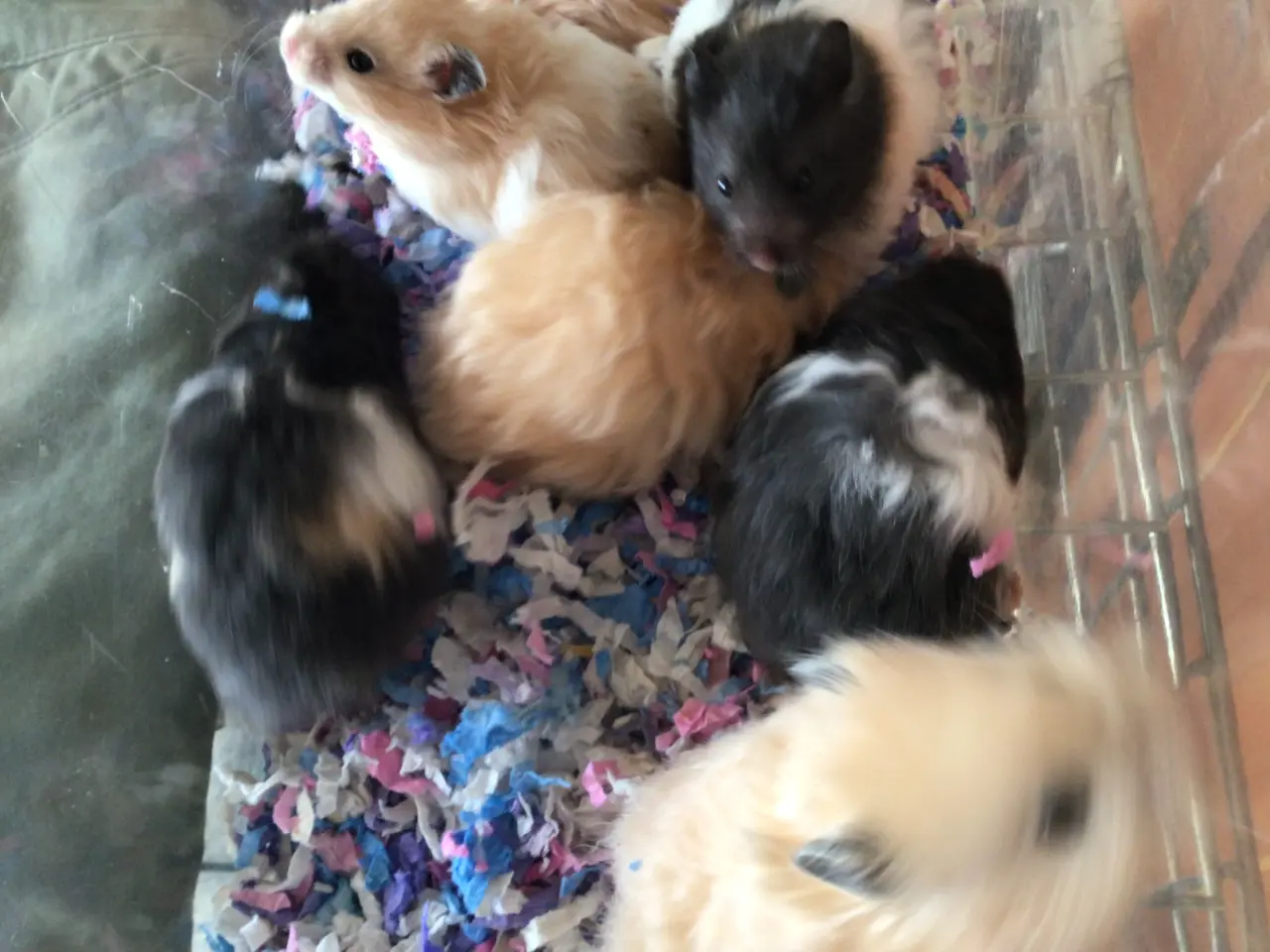 Billede 3 - Guldhamster