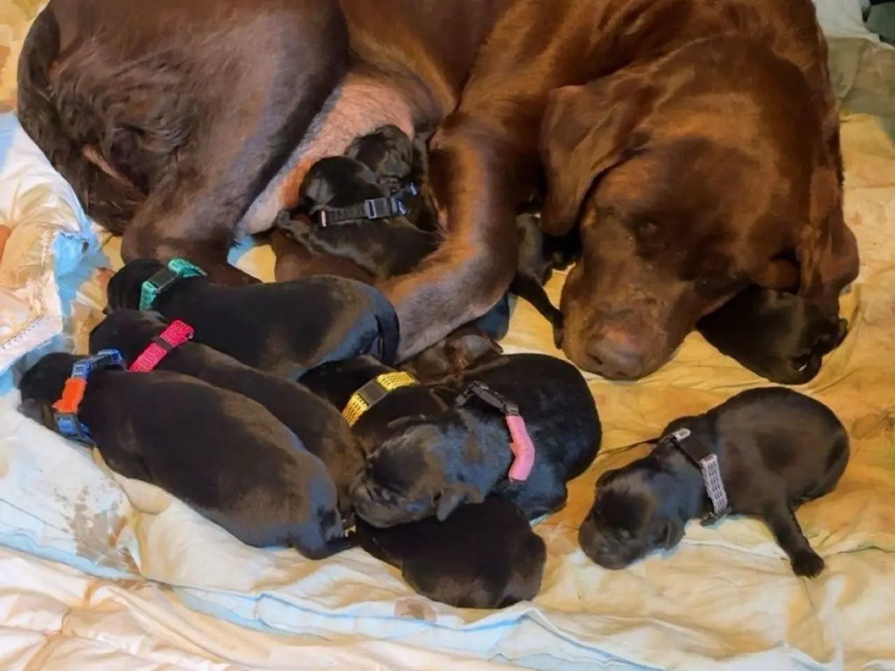 Billede 7 - Labrador og Malinois blandning