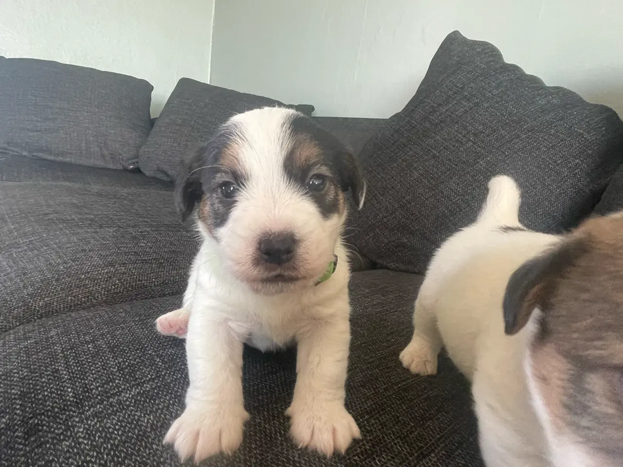 Billede 5 - Fineste DKK Jack Russel hvalpe