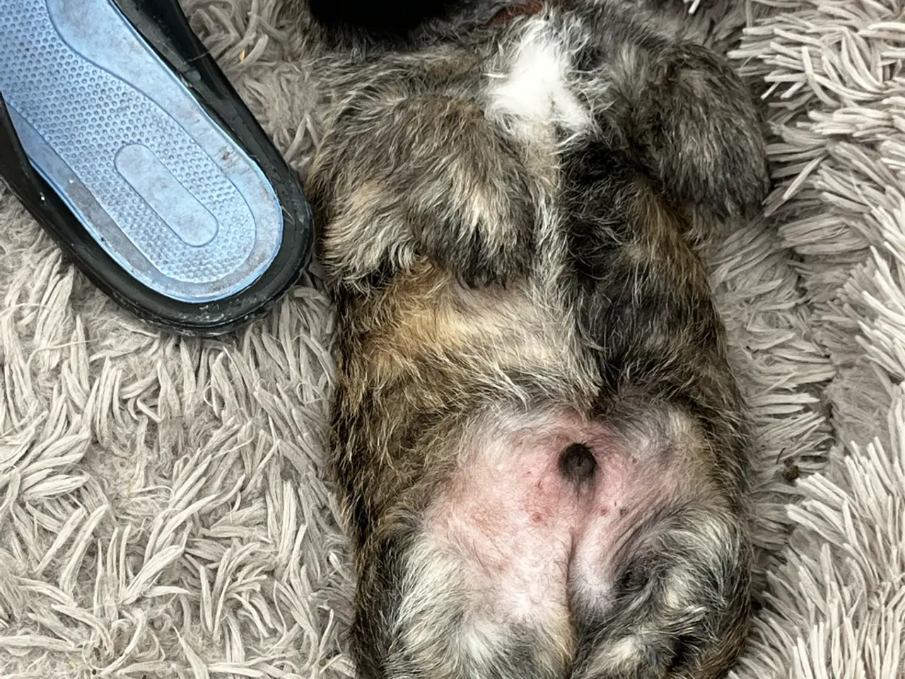 Billede 4 - Cairn terrier /Westie hvalpe sælges