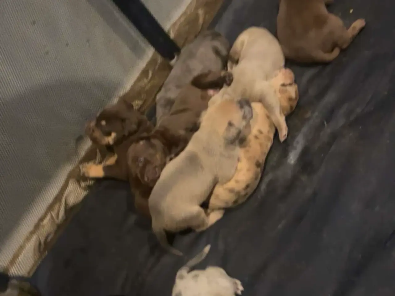 Billede 4 - 10 stk hvalpe (American bully xl)