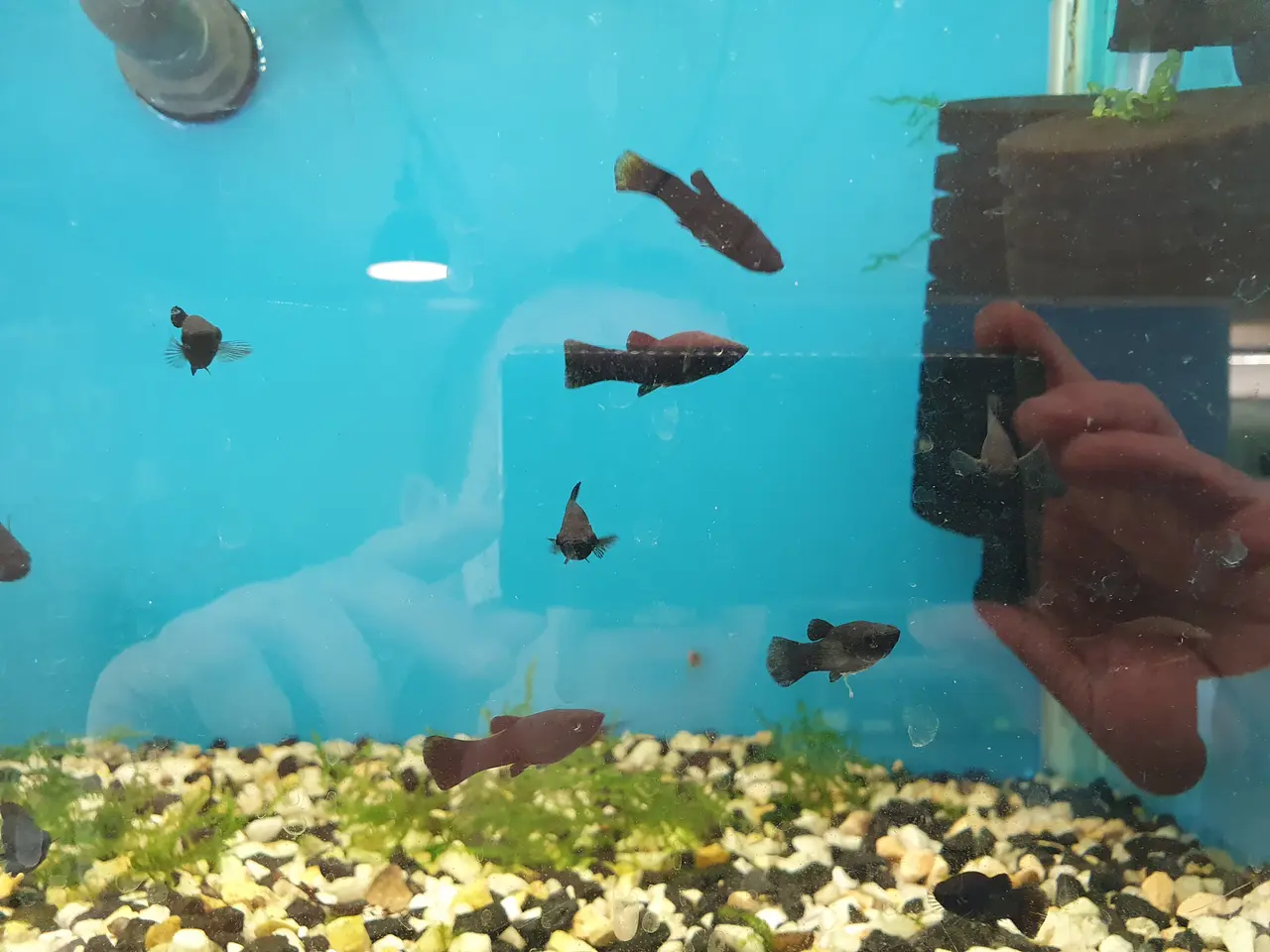 Billede 2 - 🖤🐟 BLACK MOLLY TIL SALG 🐟🖤