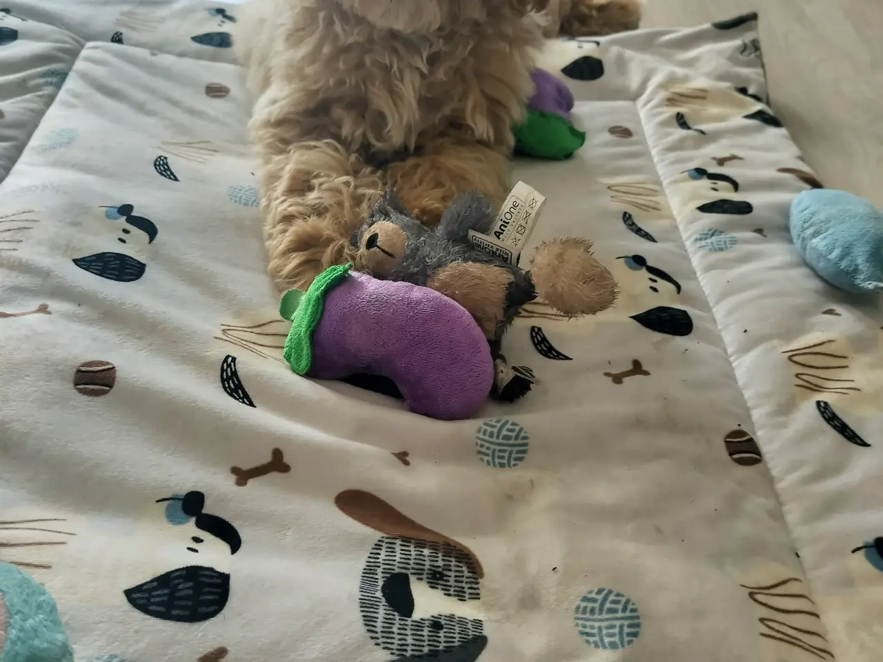 Billede 1 - 🐶 De sidste 2 Maltipoo-hanhvalpe søger den helt r