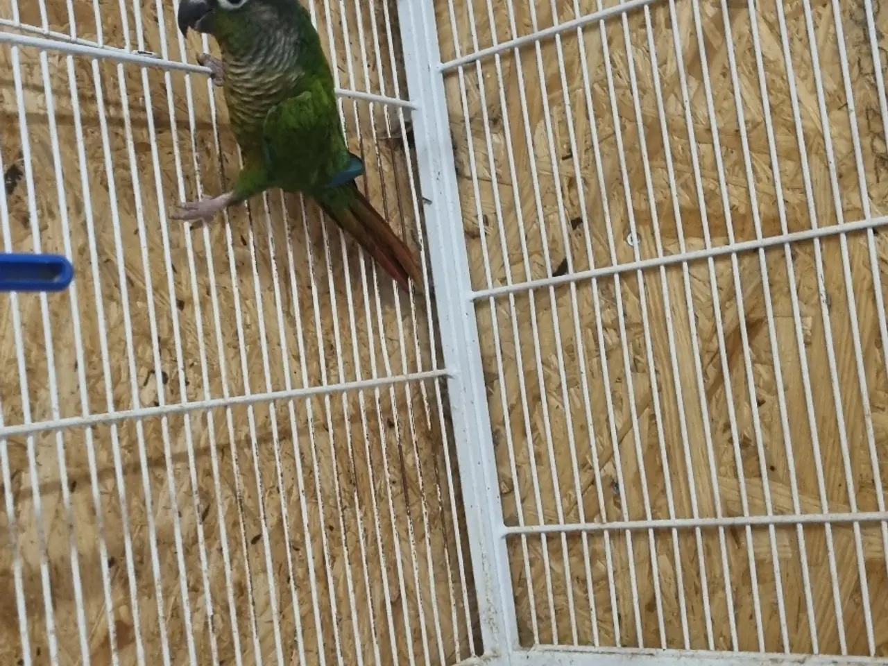Billede 1 - Blåkindet conure