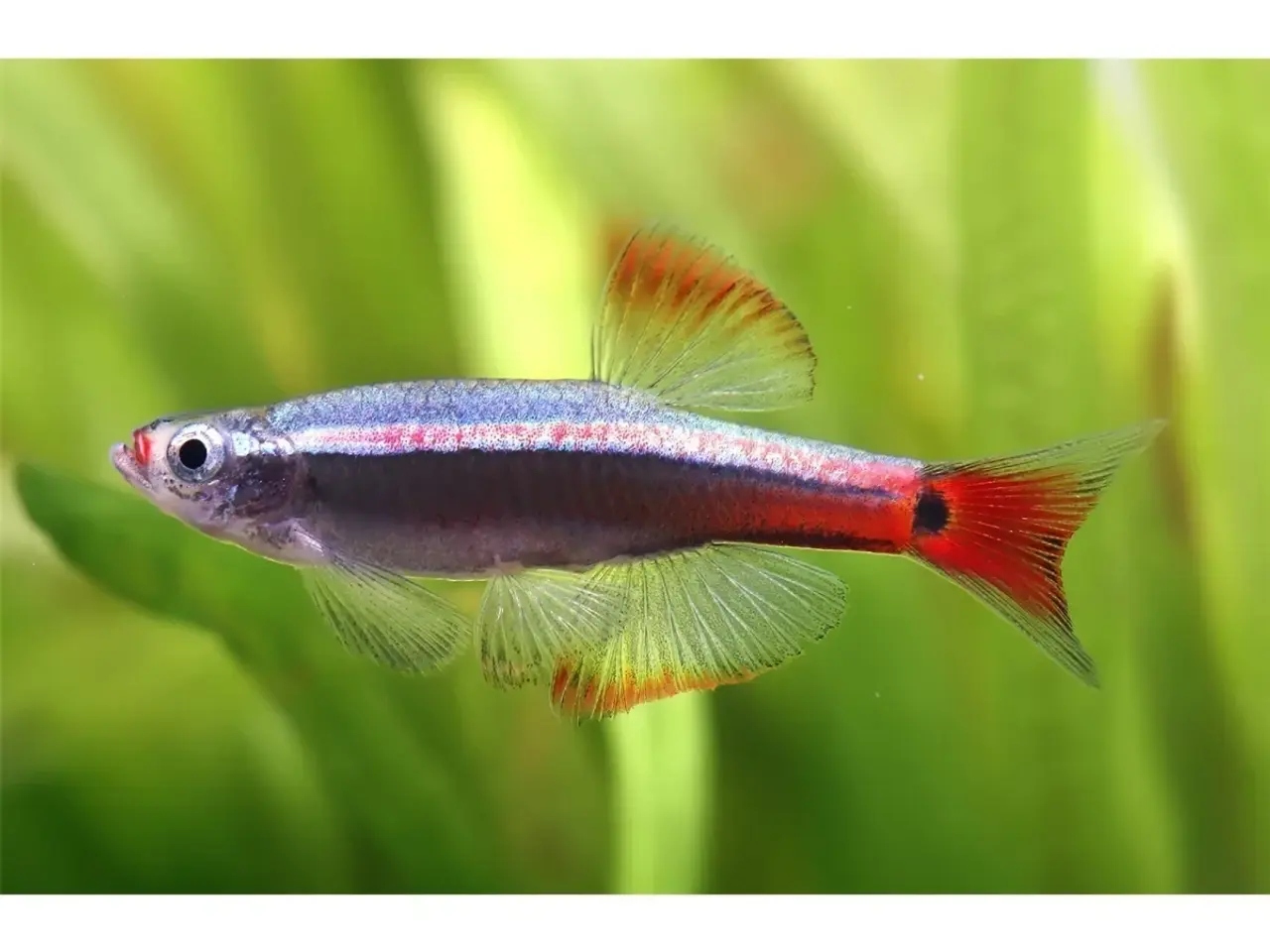 Billede 1 - 🐟 Tanichthys albonubes – Hvid Skybjerg / Kardinal