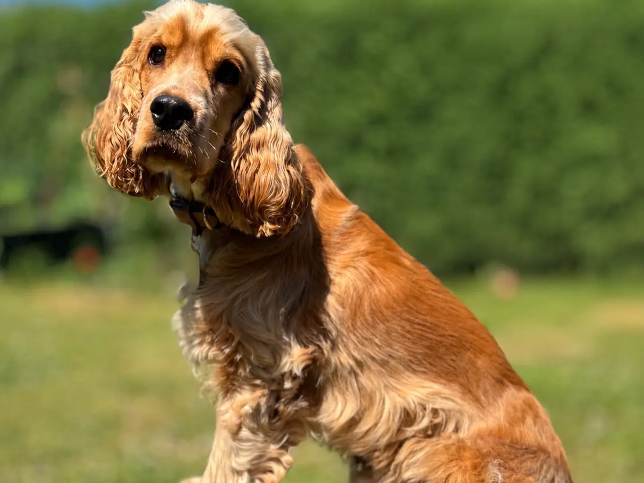 Billede 1 - Engelsk Cockerspaniel Eddie tilbydes til avl.
