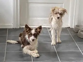 Border Collie/ Chinese crested Powder puff