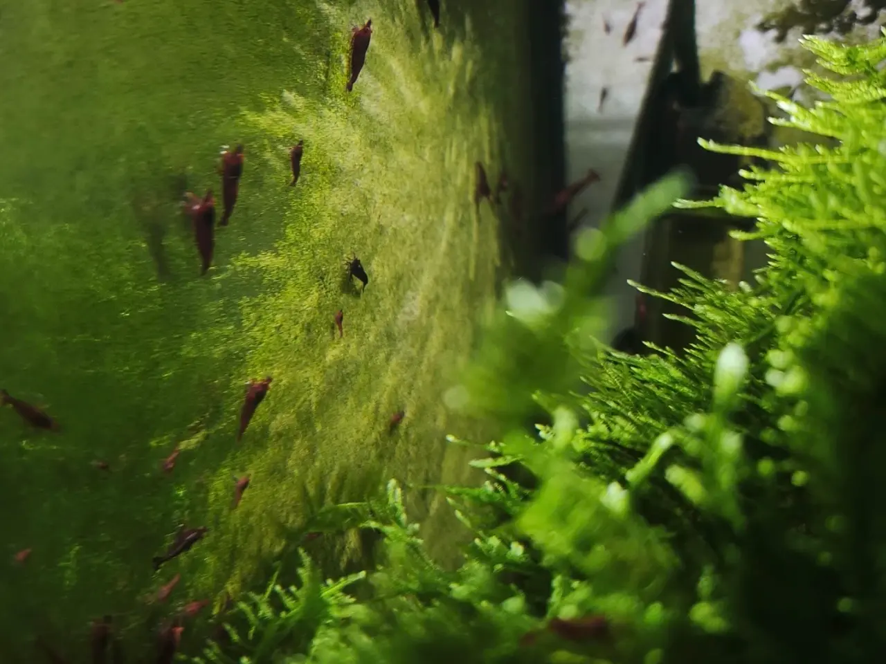 Billede 4 - Red Demon Bloody Mary Orange Eye (OE) 🦐