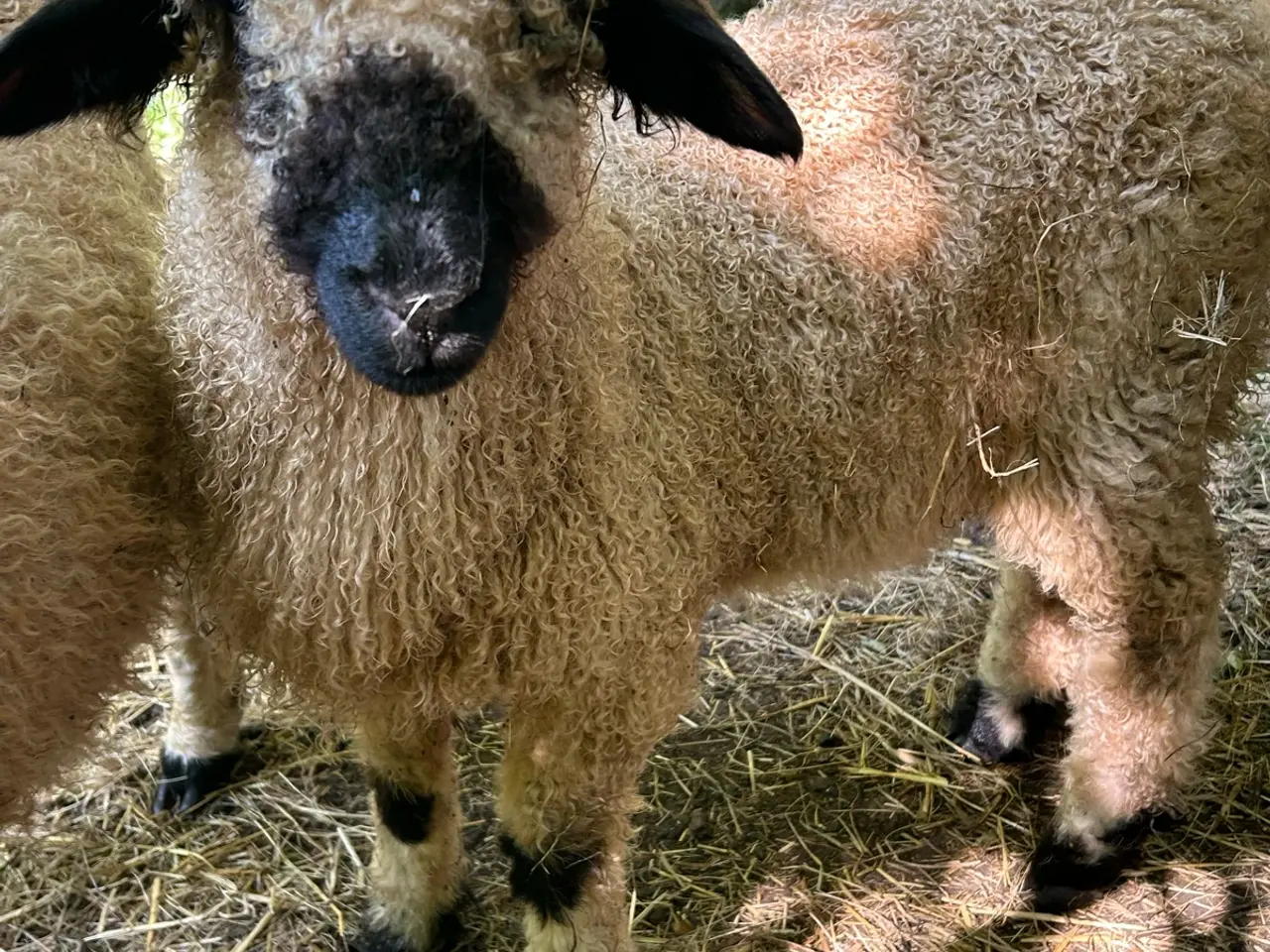 Billede 1 - Valais Blacknose gimmer lam sælges - næsten ren