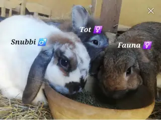 2 udendørs frikaniner