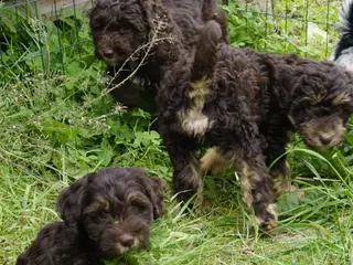 🐾 Skønne Sproodle-hvalpe søger kærlige hjem 🐾