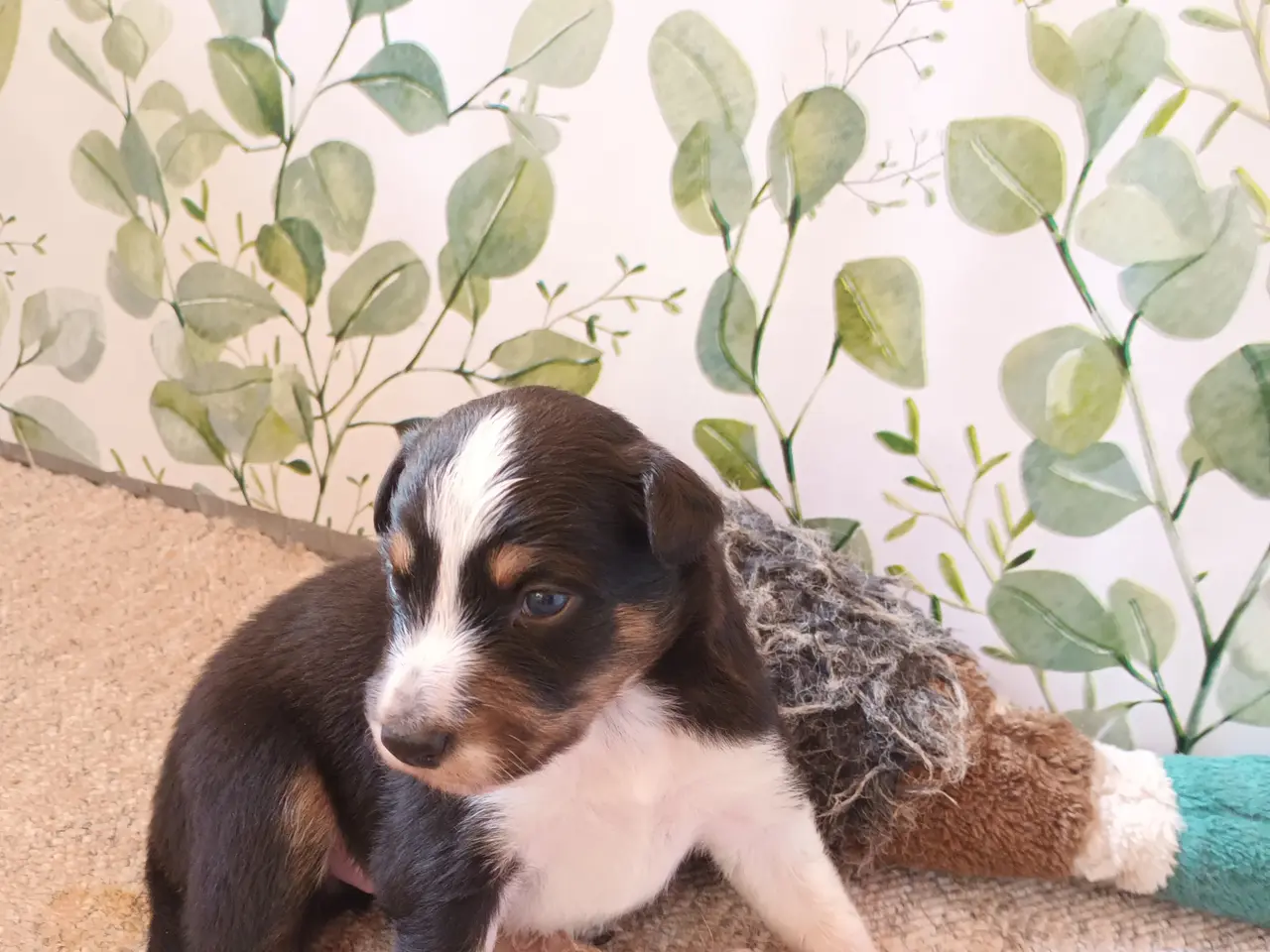 Billede 4 - Border collie hvalpe