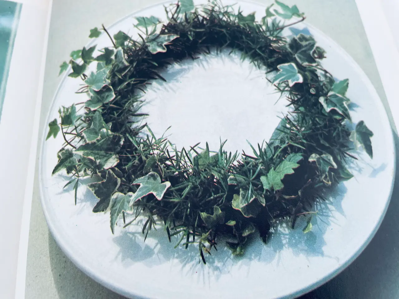 Billede 17 - Alt om stueplanter 6