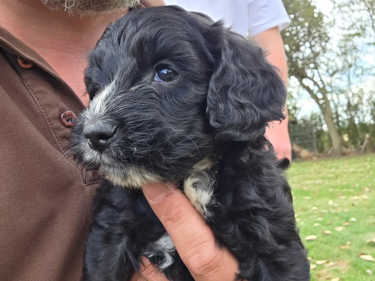 Billede 1 - Jagt og familiehunde