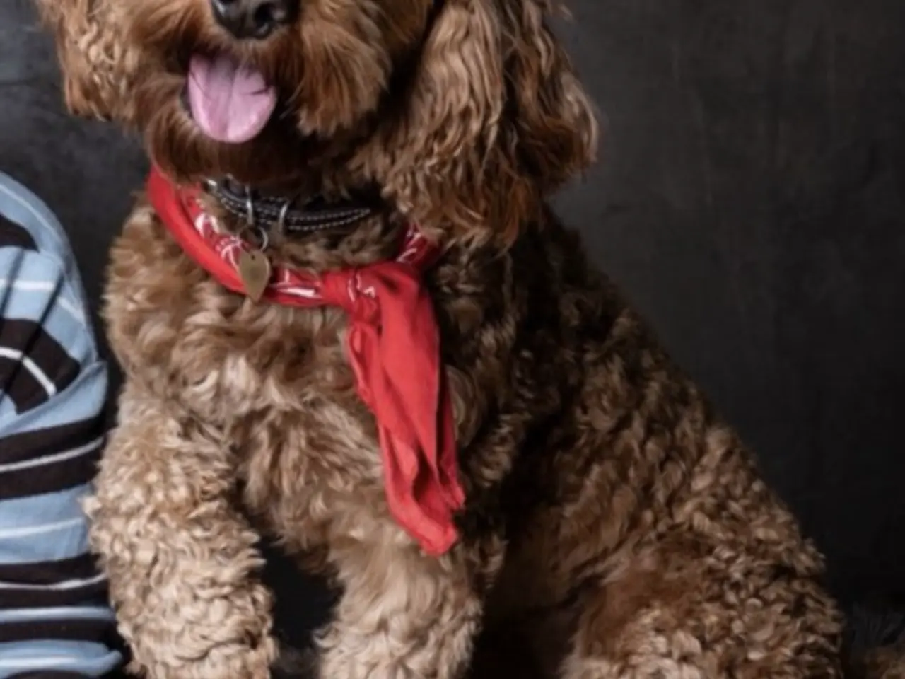 Billede 1 - De sødeste cockapoo