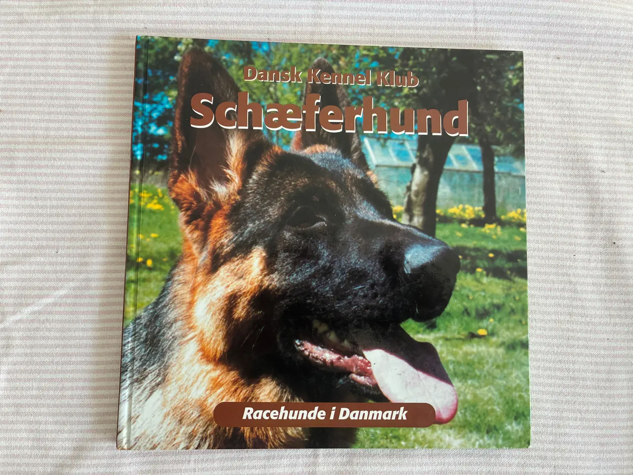 Billede 1 - Schæferhund - Racehunde i Danmark