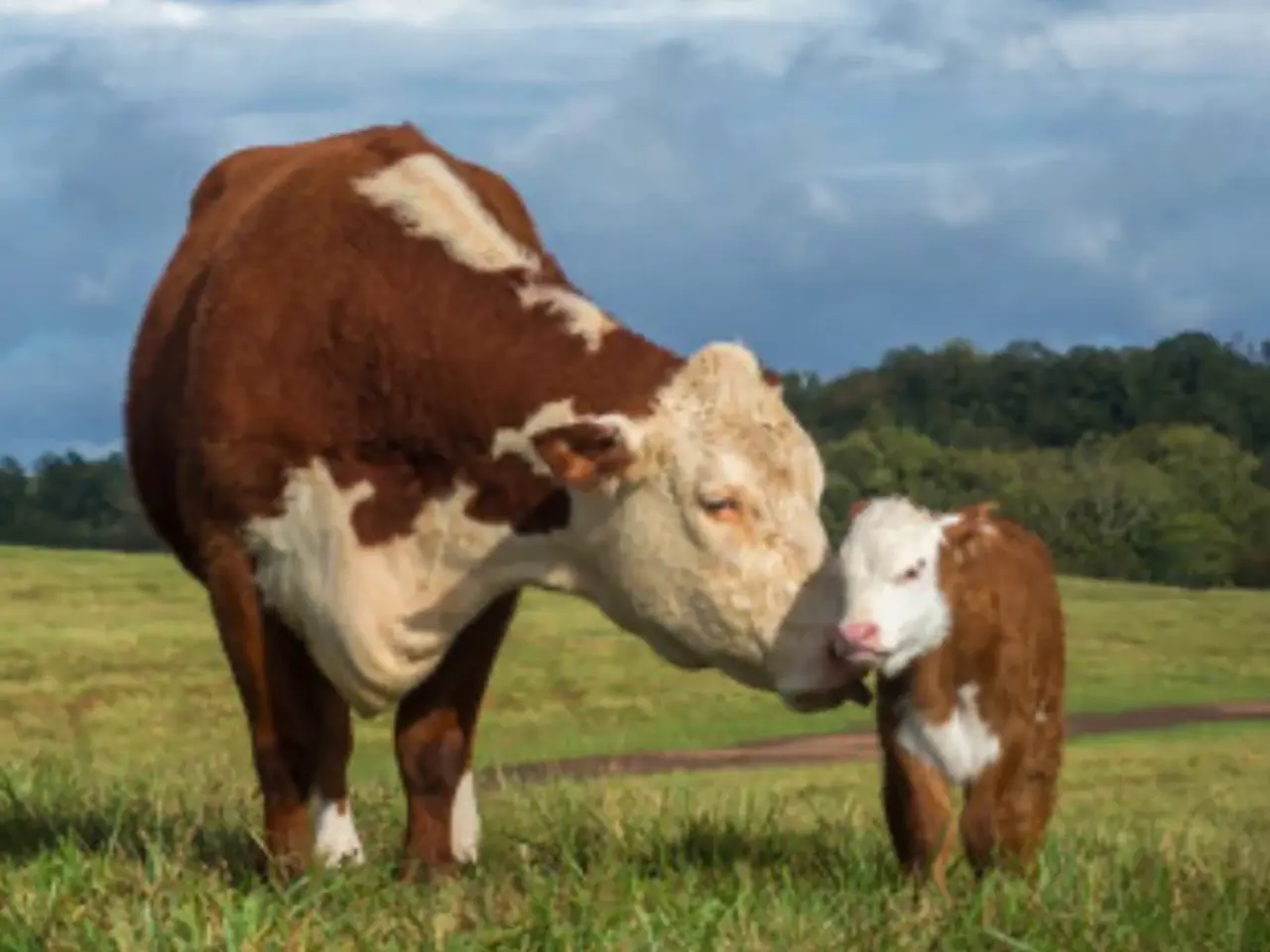 Billede 1 - Købes Hereford ko