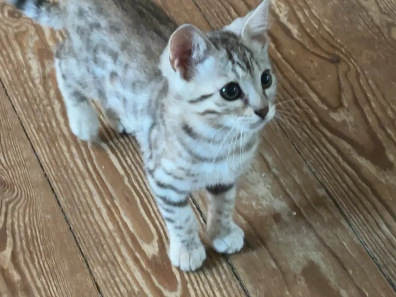 Billede 9 - Fine Bengal killinger klar til afrejse