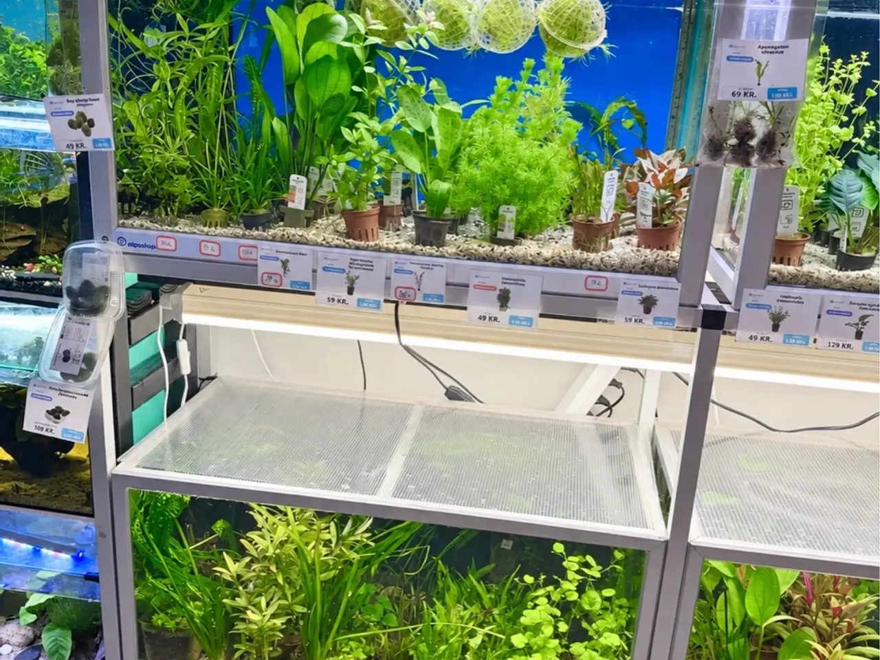 Billede 7 - 🩷 Wow mange flotte akvarieplanter 🩷