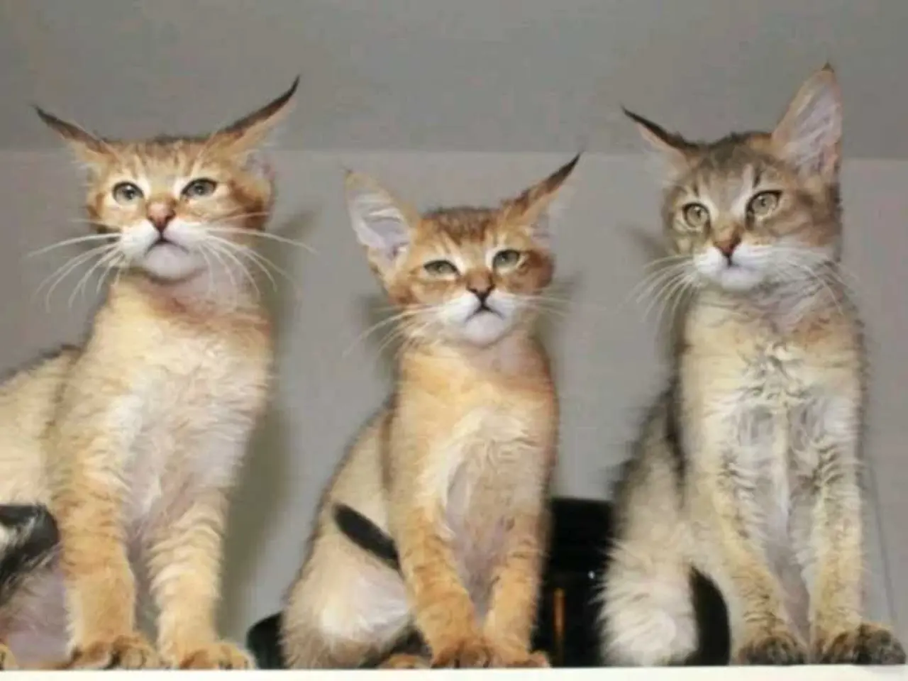 Billede 6 - Charmende Chausie-kilinger